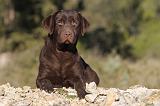 LABRADOR 638